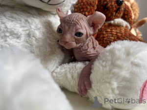 Photo №3. Canadian Sphinx Elf Kitten. Russian Federation