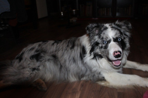 Photo №2. Mating service border collie. Price - 300$