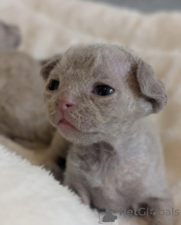 Photo №4. I will sell devon rex in the city of Munich. breeder - price - negotiated