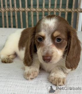 Photo №4. I will sell dachshund in the city of Brno. breeder - price - negotiated