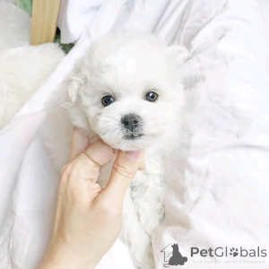 Photo №1. bichon frise - for sale in the city of Флорида Сити | 1000$ | Announcement № 138946