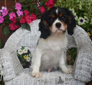 Photo №2 to announcement № 157997 for the sale of cavalier king charles spaniel - buy in Italy private announcement
