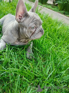 Photo №1. french bulldog - for sale in the city of Srbobran | negotiated | Announcement № 98555