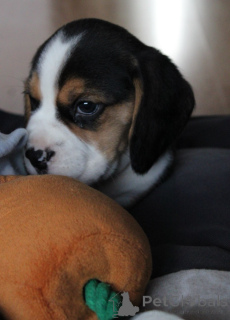 Photo №4. I will sell beagle in the city of Espoo. private announcement - price - Is free
