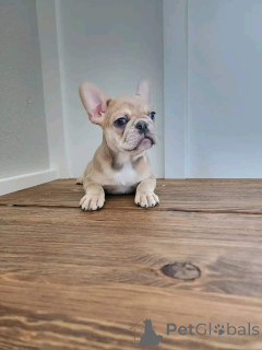 Photo №3. Four FrenchBulldog Puppies French Bulldog puppies ready to leave the nest and. Czech Republic