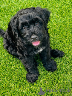 Photo №3. Portugese waterhondpuppy's te koop. Netherlands