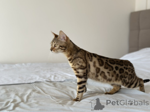 Photo №2 to announcement № 139149 for the sale of bengal cat - buy in United States private announcement, from nursery, from the shelter, breeder