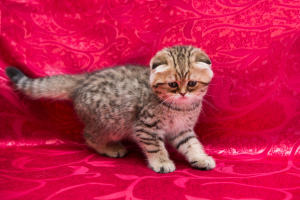 Photo №1. scottish fold - for sale in the city of Vitebsk | 500$ | Announcement № 1804