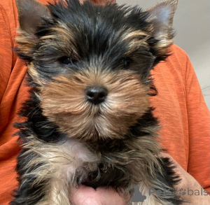 Photo №4. I will sell yorkshire terrier in the city of Maryland. private announcement, breeder - price - 1000$