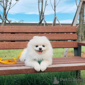 Photo №1. pomeranian - for sale in the city of Фредериксхавн | negotiated | Announcement № 17232