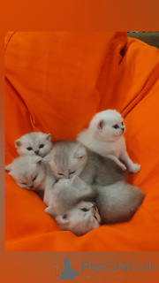 Photo №2 to announcement № 142239 for the sale of british shorthair - buy in Russian Federation breeder