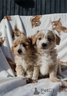 Photo №1. maltipu - for sale in the city of Esslingen am Neckar | 361$ | Announcement № 154316