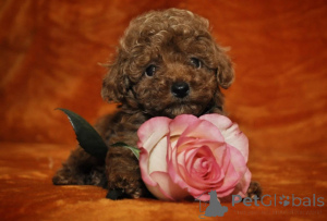 Photo №3. Toy Poodle pups. Cyprus
