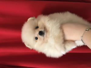 Additional photos: Pomeranian mini cream girl