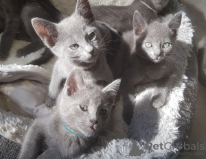 Photo №1. russian blue - for sale in the city of Hofheim am Taunus | 355$ | Announcement № 12021