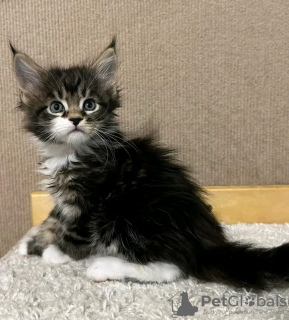 Additional photos: Healthy cute adorable Maine coon kittens available now for sell