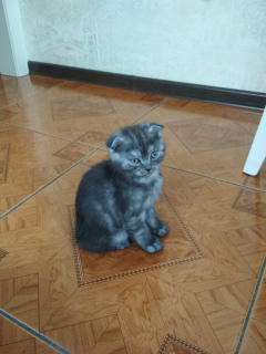 Photo №2 to announcement № 1736 for the sale of scottish straight, scottish fold - buy in Belarus private announcement