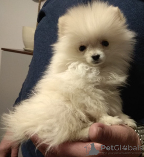Photo №1. pomeranian - for sale in the city of Warsaw | 2409$ | Announcement № 9977