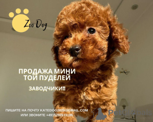 Photo №2 to announcement № 159557 for the sale of poodle (dwarf), poodle (toy) - buy in Germany from nursery, breeder