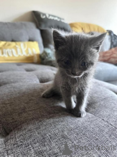 Photo №1. russian blue - for sale in the city of Zell Am See | 361$ | Announcement № 171021
