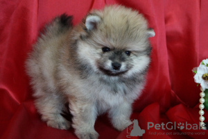 Additional photos: Mini Pomeranian boy