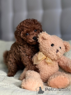 Photo №4. I will sell poodle (toy) in the city of Helsinki. private announcement, from the shelter - price - 1239$