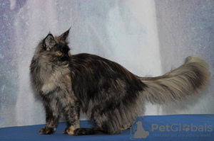 Additional photos: Maine Coon grown up