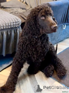 Photo №1. irish water spaniel - for sale in the city of Wentorf Bei Hamburg | 599$ | Announcement № 175730