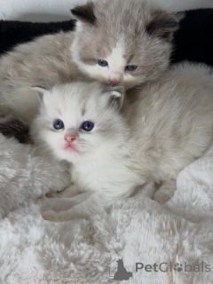 Photo №1. ragdoll - for sale in the city of Amsterdamscheveld | negotiated | Announcement № 157135