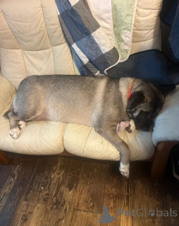 Photo №3. looking for their forever home! Tom Royal kennel where love has paws. Germany