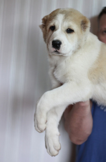 Photo №2 to announcement № 1672 for the sale of central asian shepherd dog - buy in Belarus private announcement