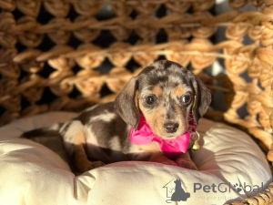 Photo №1. dachshund - for sale in the city of Edinburgh | 330$ | Announcement № 170736