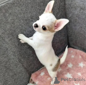 Photo №2 to announcement № 163604 for the sale of chihuahua - buy in France 