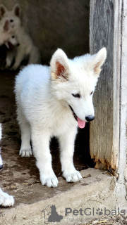 Additional photos: Long-haired Swiss Shepherd male puppies