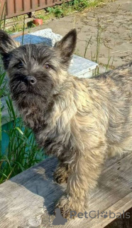 Photo №2 to announcement № 162440 for the sale of cairn terrier - buy in Serbia 