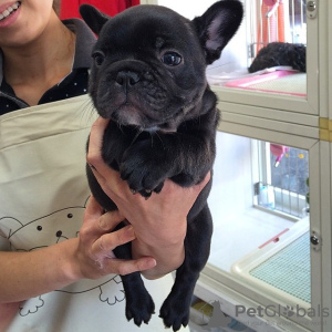 Photo №1. french bulldog - for sale in the city of Дрезден | 280$ | Announcement № 119329