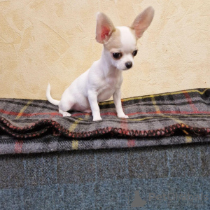 Photo №3. Mini Chihuahua Puppies For Sale. United States