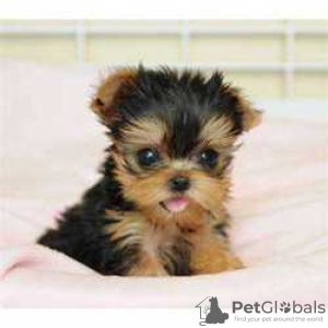 Photo №1. non-pedigree dogs - for sale in the city of Bamberg | Is free | Announcement № 117529