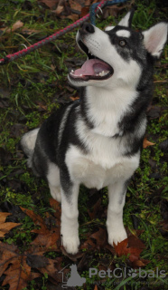 Photo №4. I will sell siberian husky in the city of Kherson. private announcement, breeder - price - 243$