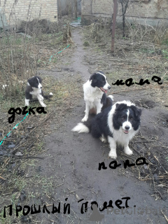 Photo №4. I will sell border collie in the city of Kiev. private announcement - price - negotiated