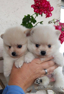 Photo №3. Pomeranian puppies. Russian Federation