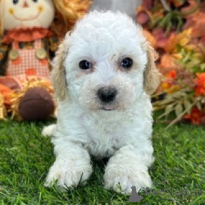 Photo №1. poodle (toy) - for sale in the city of Berlin | 500$ | Announcement № 178438