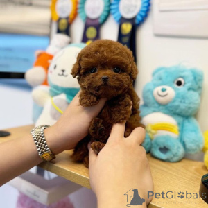 Photo №2 to announcement № 159961 for the sale of алан - buy in Germany private announcement, from nursery