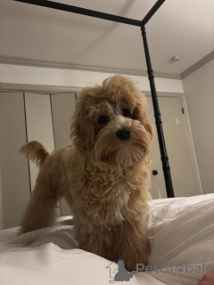 Photo №3. Meet Oliver playful, loyal, and full of love! Always ready for adventure and. Italy