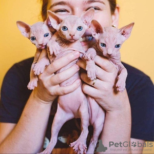 Photo №1. sphynx-katze - for sale in the city of Neuss | 350$ | Announcement № 125110