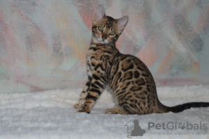 Photo №1. bengal cat - for sale in the city of Minsk | 364$ | Announcement № 5107