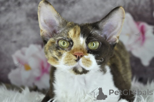 Photo №4. I will sell devon rex in the city of Helsinki. private announcement, breeder - price - 599$