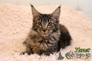 Photo №1. maine coon - for sale in the city of St. Petersburg | 405$ | Announcement № 14143