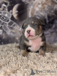 Additional photos: American bully puppies SHOW CLASS