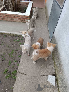 Photo №3. Japanese Akita puppies. Serbia